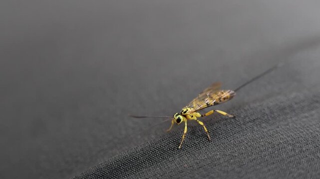 Yellow insect on gray fabric closeup macro, small winged insect on textile surface with delicate wings, antenna, and textured cloth detail, isolated nature arthropod bug pattern