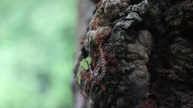 Ant insect on tree bark nest forest nature macro closeup texture with green blur background moss rough bark detail natural pattern trunk surface wildlife colony crawling woodland
