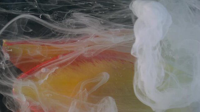Vertical video. Drop flower. Smoke art. Blur white color vapor yellow red tulip water blossom fume floating on abstract floral background.