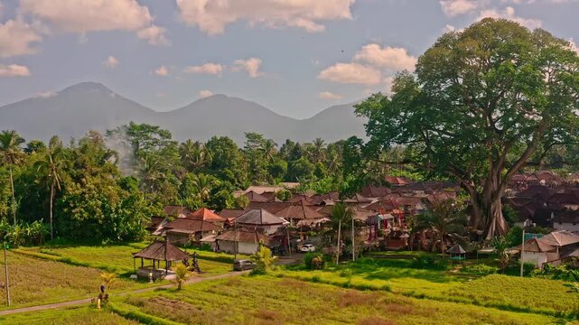 Bali Famous landmark and popular travel destination Bayan Ancient 700 years old Tree on nature background Bali, Indonesia 4K Aerial view