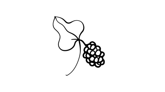 Blackberry cluster sketch on white background.
