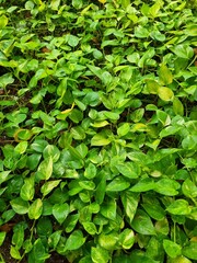 Sirih Gading Lush Green Golden Pothos Ground Cover with Variegated Tropical Leaves in Natural Garden Background © Sundeesign27