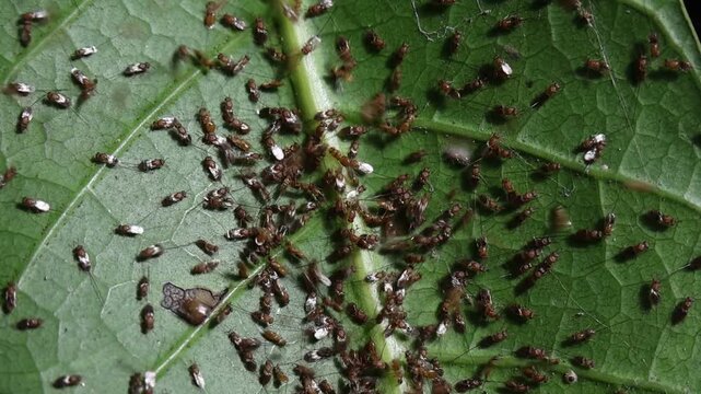 Leaf insect swarm colony pest green macro texture nature infestation on leaf surface with many small insects, close up of pest infestation on green leaf, natural garden problem, macro view
