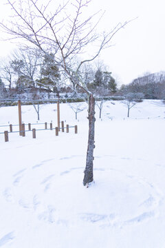 Parallel Tracks and Footprints Across Fresh Snow