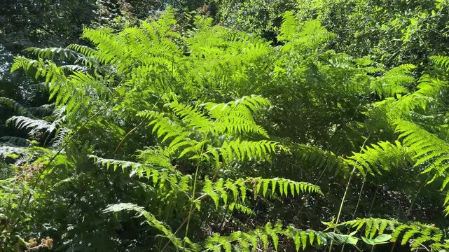 Panning shot of lush green bracken and ferns in a sunlit forest in Fareham, England