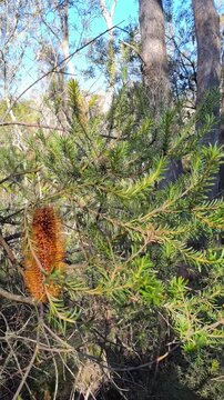 Orange Banksia Ericifolia Flower in Australian Bushland