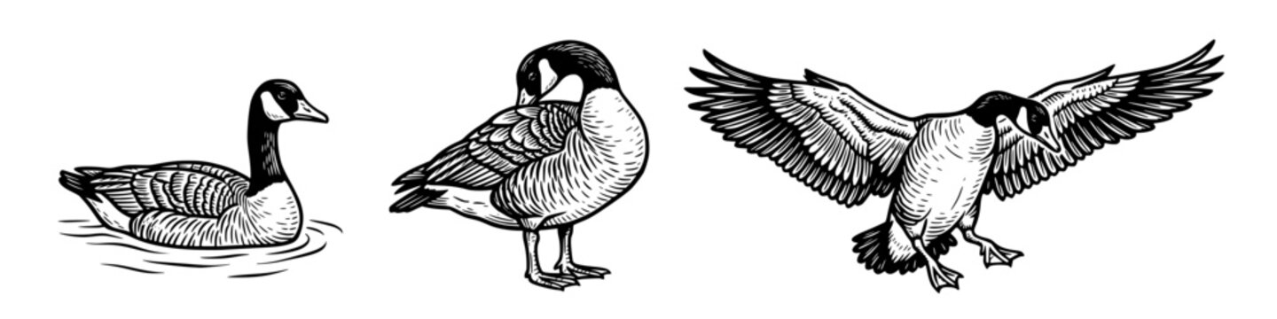 Black silhouettes of three Canada geese swimming, standing, and flying. Bold vector artwork symbolizing wildlife, nature, and graceful bird motion.