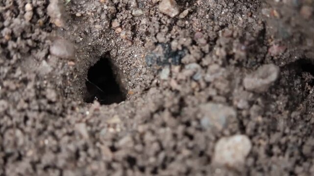 Soil hole burrow earth ground dirt dark texture closeup outdoor tunnel cavity small rough granular natural landscape surface empty opening black brown sand rock gravel mound excavation nest insect