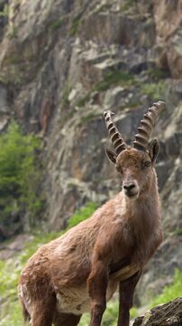 Alpine Ibex Standing on Rocky Slope in Lago della Rovina