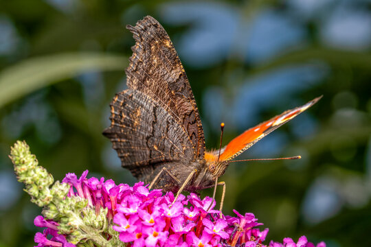 ein Pfauenauge sitzt auf einer lila Bl&uuml;te