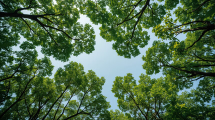 Fototapeta premium Upward view of green tree canopy in clear sky, calm forest scene