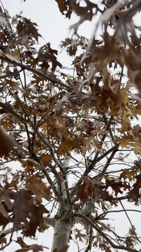 brown leaves, dry autumn leaves, leaves moving in wind, tree branches, oak leaves, late fall, seasonal nature, close up foliage, overcast day, winter transition, rustling leaves, natural movement, out