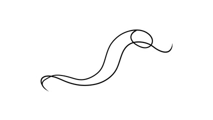 Fototapeta premium Elegant black swirl line art on white background.