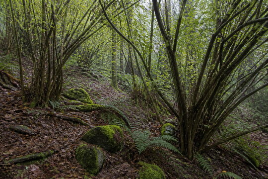 株立ちの樹木と苔岩が広がる雨後の森林斜面