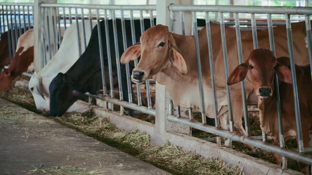 Cows eating grass behind metal feeding fence in modern cattle farm.