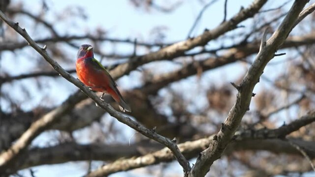 Beautify painted bunting on branches and takes off
