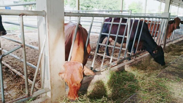 Cows eating grass behind metal feeding fence in modern cattle farm.