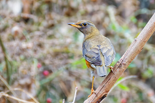 アカハラ(Brown-headed Thrush)の背面