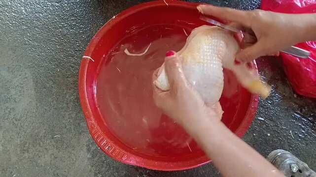 A person washing and cleaning fresh raw chicken meat in preparation for cooking Indonesian ayam lalapan.