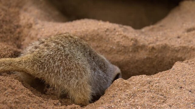 Meerkat Digging a Burrow in Sandy Soil at Dubbo Zoo