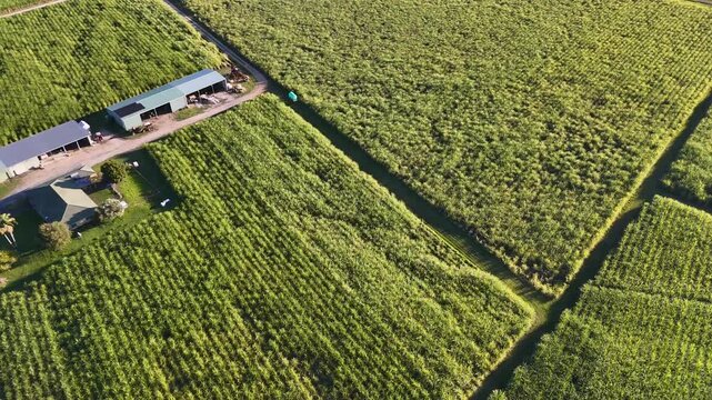 Aerial View of Green Sugar Cane Fields and Farm Buildings