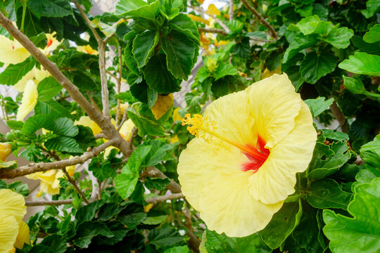 Beautiful yellow hibiscus flower blooming vibrantly on a lush green bush with a striking red center in daylight, San Diego, CA