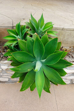 Lush green foxtail agave rosettes growing beautifully by a stone patio pathway on a bright sunny day, San Diego, CA