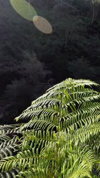 Sunlit Fern Fronds in Blue Mountains Temperate Rainforest