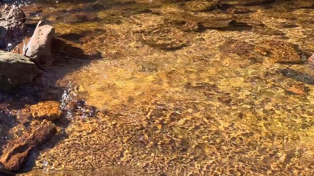 Clear Water Rippling Over Rocks in a Shallow Creek