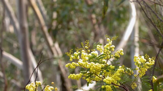 Yellow Wattle Flowers Blooming in Australian Eucalyptus Forest