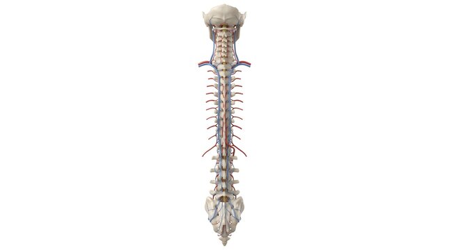 Detailed anatomical illustration of the human spinal column with nerves and blood vessels.