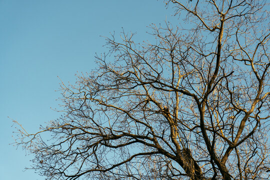 Ramas de &aacute;rbol seco sobre un fondo de cielo despejado en un d&iacute;a soleado