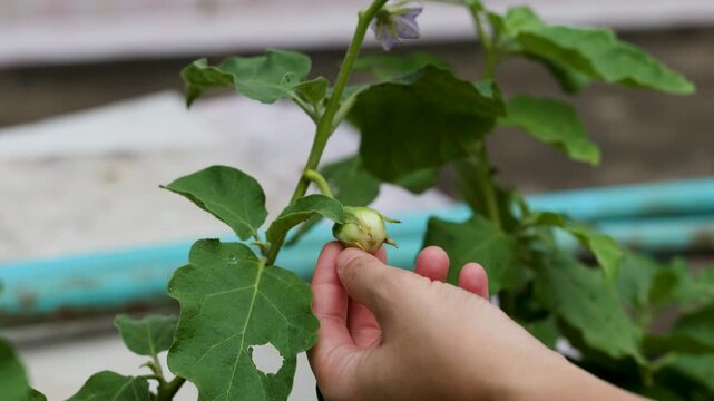 Close Up of Hand Picking Thai Eggplant in Garden
