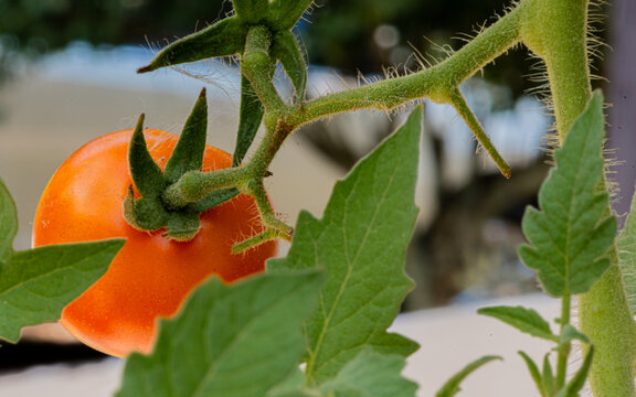 Red tomato on the vine 