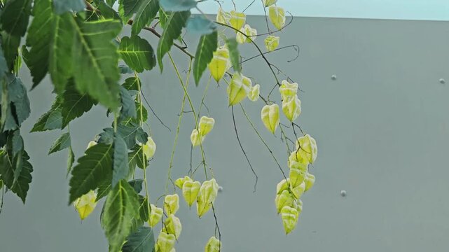 Close up shot of fresh green and yellow lantern-like seed pods of Koelreuteria paniculata (goldenrain tree or pride of India) hanging on branches against a clear blue sky background.