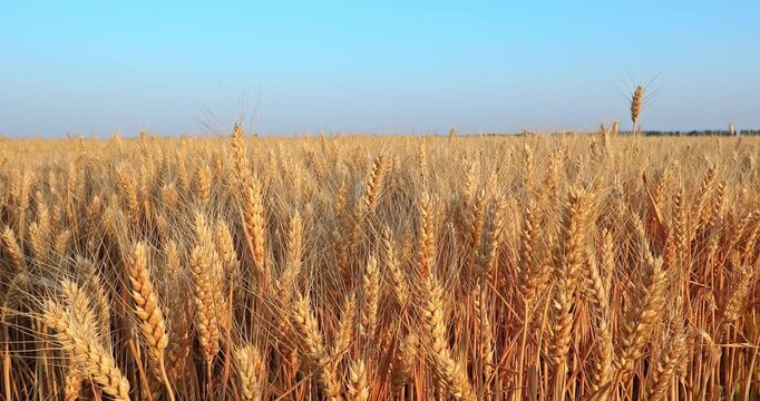 Close-up of ripe golden ears of wheat in an agricultural field against a blue sky