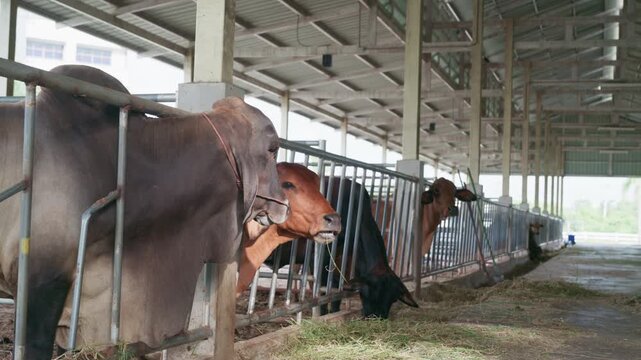 Cows eating grass behind metal feeding fence in modern cattle farm.