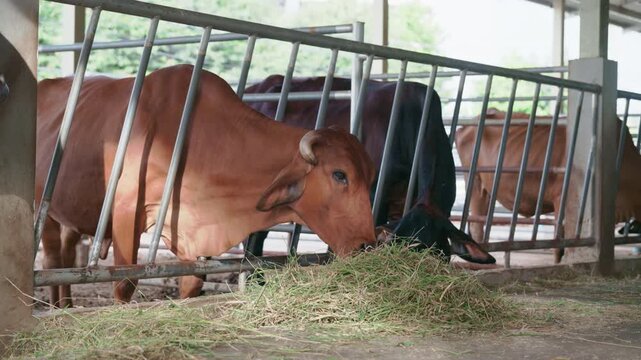 Cows eating grass behind metal feeding fence in modern cattle farm.
