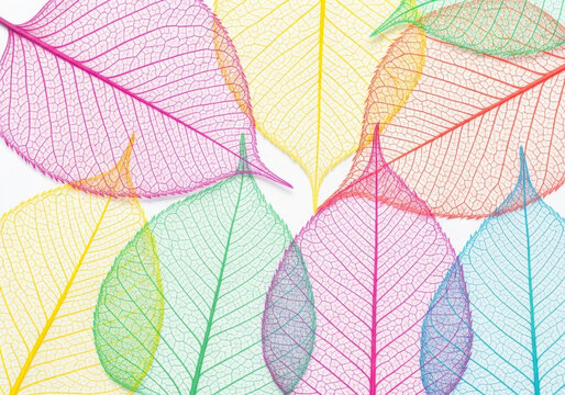 Abstract colorful skeleton leaves collection layered pattern on white surface showing delicate intricate botanical vein structure artistic design.