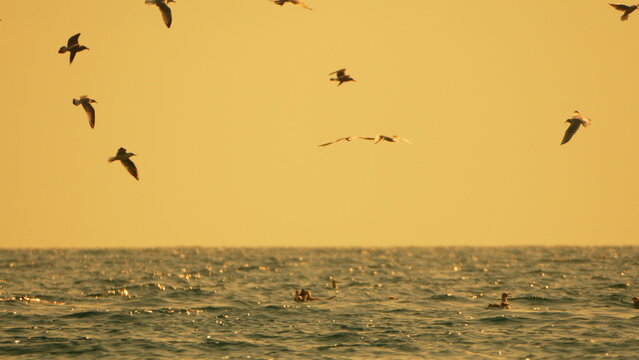 Seagulls flying sunset sky over shimmering ocean water against a dramatic golden background with vast copy space.
