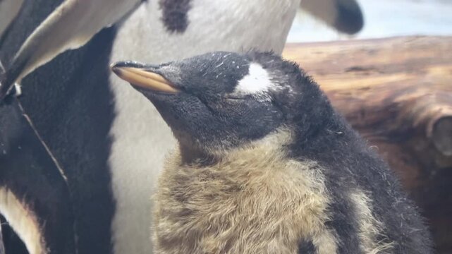 Gentoo penguin chick sleeping and molting fluffy down feathers. Pygoscelis papua. 4K 