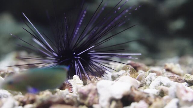 A close-up shot of a black long-spined sea urchin resting on a rocky coral seabed in clear water. The underwater macro photograph captures the sharp needles and natural marine environment.