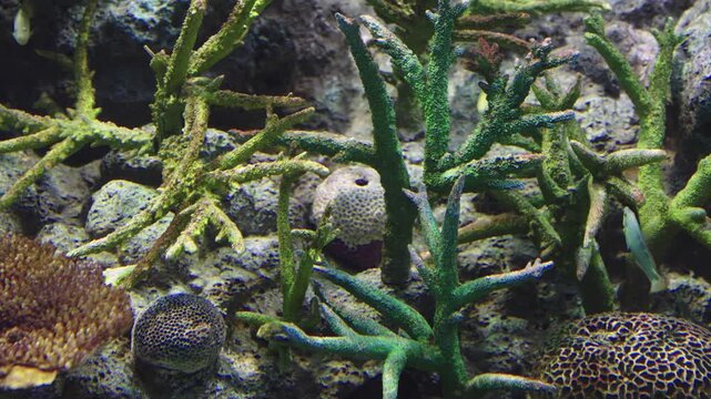 Close-up of a vibrant underwater coral reef featuring green branching corals, textured brain corals and rocks. Small tropical fish swim in the background. Natural aquatic habitat and marine life.