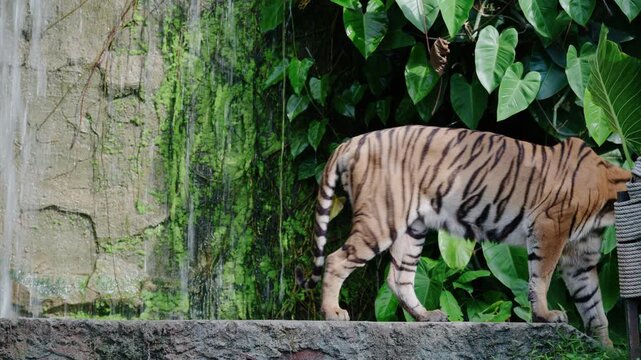 Indochinese tiger standing among lush green tropical jungle foliage.	
