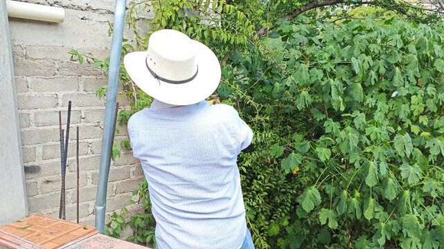 Gardener Pruning Fresh Climbing Plant Vines near Garden Wall