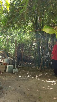 Young Man Shooing Away Chickens under Bamboo Shade