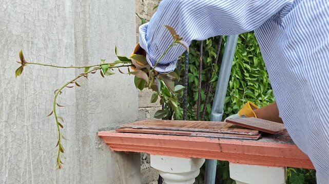cutting branches of a Mexican cat's claw plant