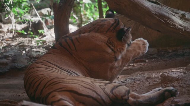 Indochinese tiger standing among lush green tropical jungle foliage.	
