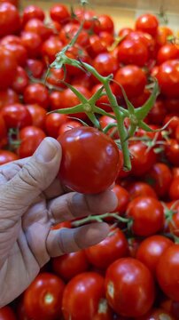 A hand holding Tomato while shopping in a supermarket
