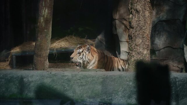 Indochinese tiger standing among lush green tropical jungle foliage.	
